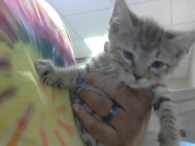 TIGER, Adoptable, Young Male Domestic Short Hair.