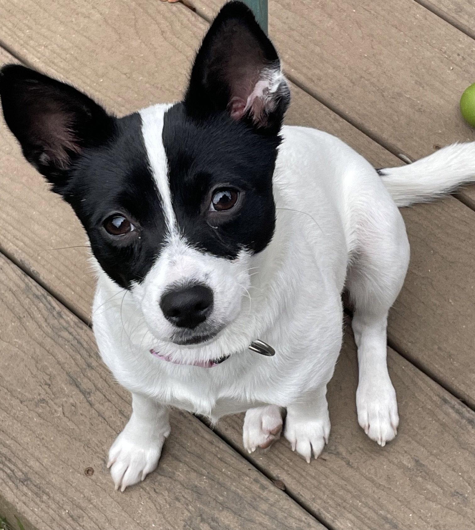 Laverne, Adoptable, Adult Female Chihuahua.