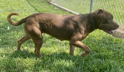 Enlarge Root, a ADOPTABLE Pit Bull Terrier in Glasgow, KY image 2/2
