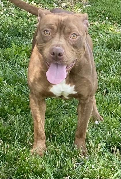 Root, ADOPTABLE, Adult Female Pit Bull Terrier.