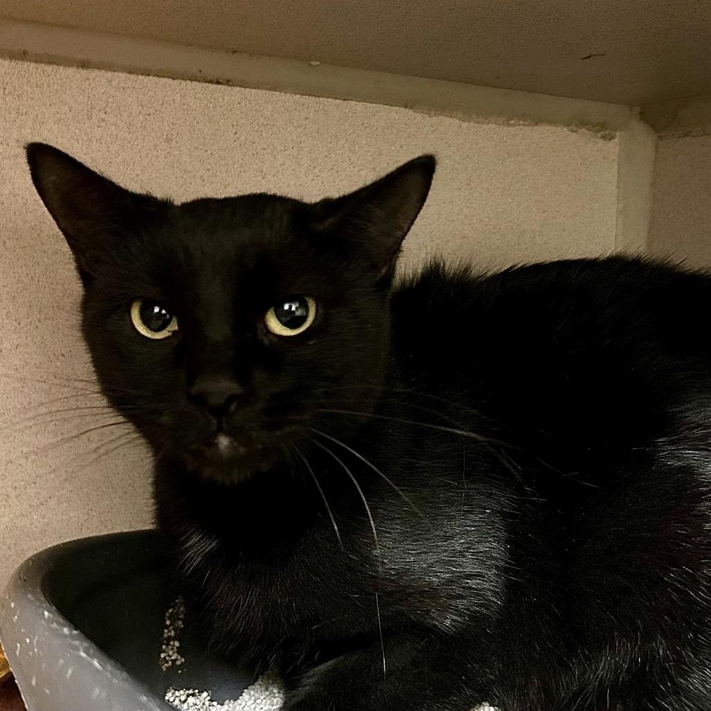 Elvira, Adoptable, Young Female Domestic Short Hair.