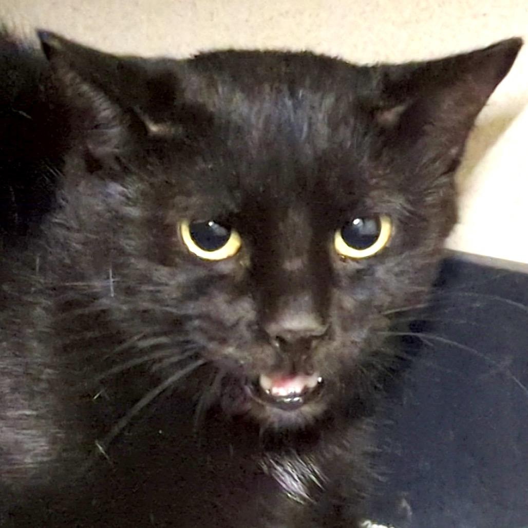 Enlarge Elvira, a Adoptable Domestic Short Hair in Denison, TX image 2/2