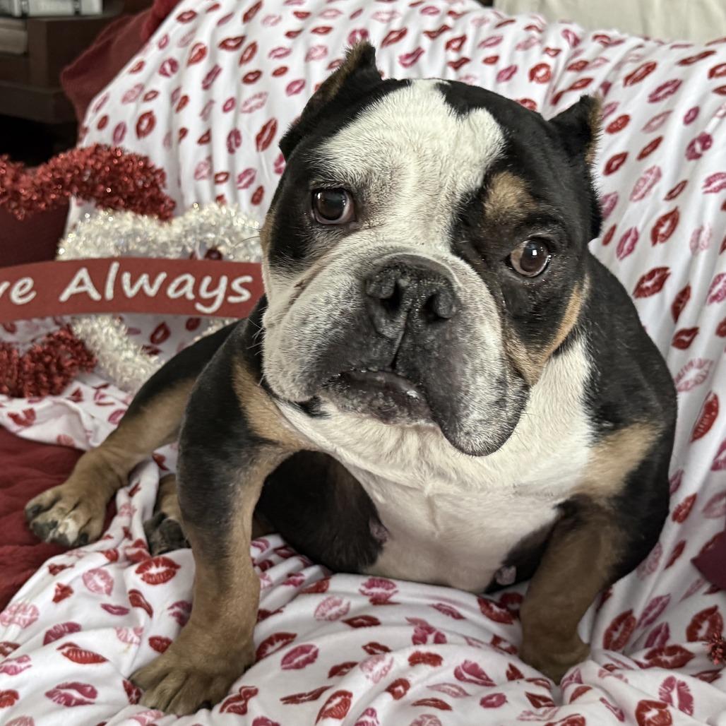 Enlarge Helium, a Adoptable English Bulldog in Glenelg, MD image 1/6