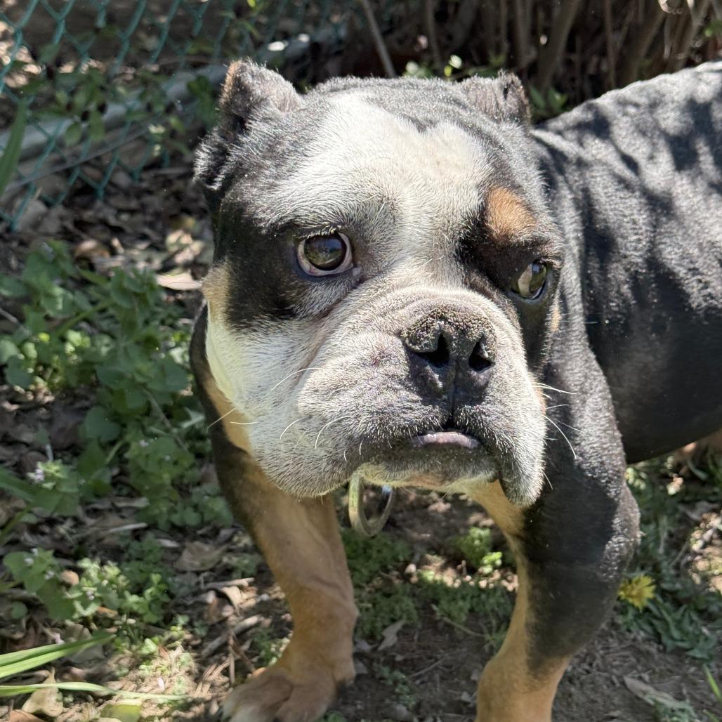 Enlarge Helium, a Adoptable English Bulldog in Glenelg, MD image 1/6
