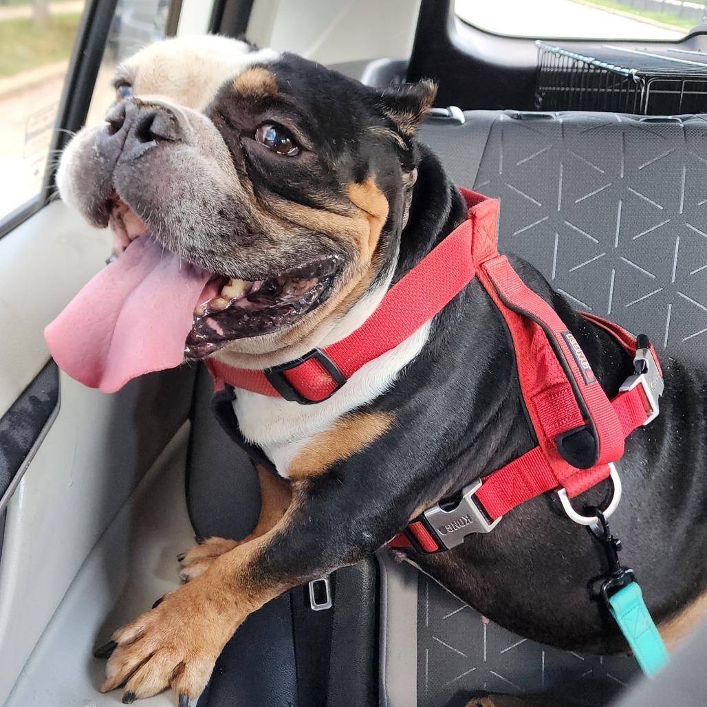 Enlarge Helium, a Adoptable English Bulldog in Glenelg, MD image 1/6