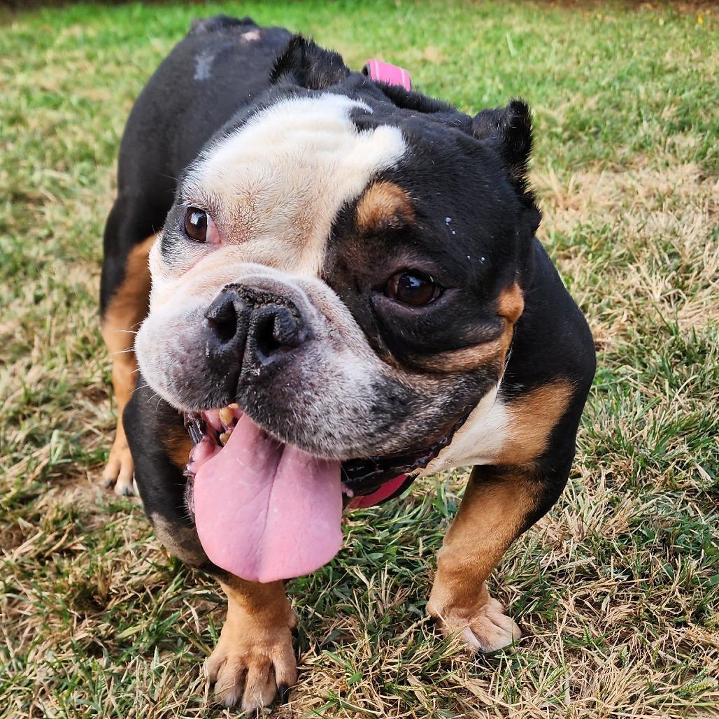 Enlarge Helium, a Adoptable English Bulldog in Glenelg, MD image 2/6