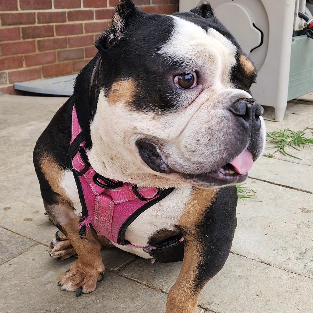 Enlarge Helium, a Adoptable English Bulldog in Glenelg, MD image 3/6