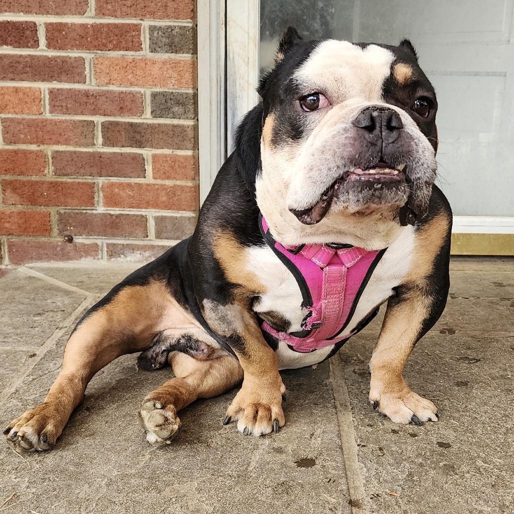 Enlarge Helium, a Adoptable English Bulldog in Glenelg, MD image 4/6