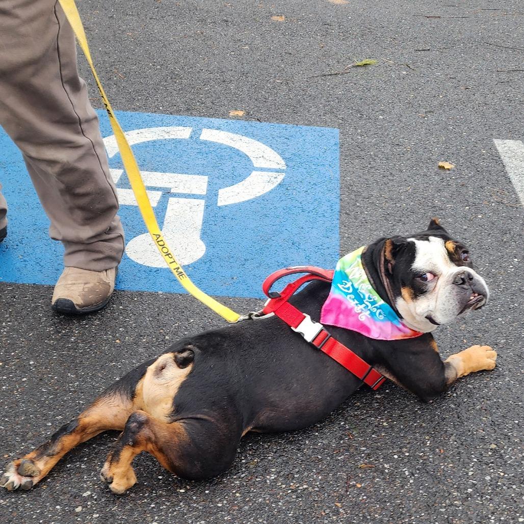 Enlarge Helium, a Adoptable English Bulldog in Glenelg, MD image 5/6