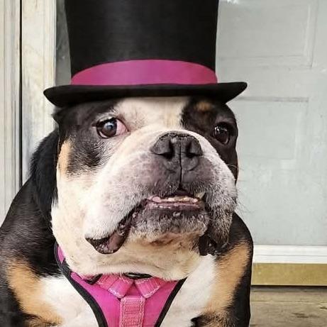 Enlarge Helium, a Adoptable English Bulldog in Glenelg, MD image 6/6