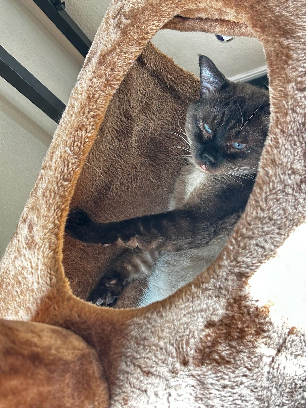 Houdini, a Adoptable Siamese in Phoenix, AZ image 1/2