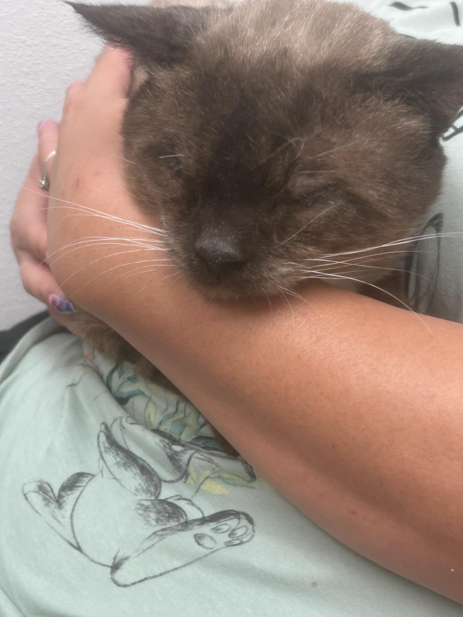 Houdini, a Adoptable Siamese in Phoenix, AZ image 2/2