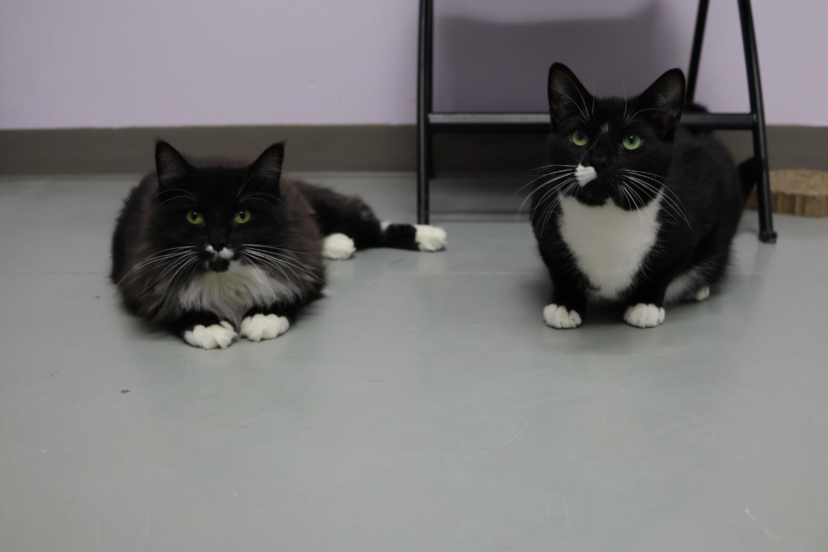 Enlarge Cecil (Available w/ bonded brother, Cooper), a Adoptable mixed breed in Terryville, CT image 4/6