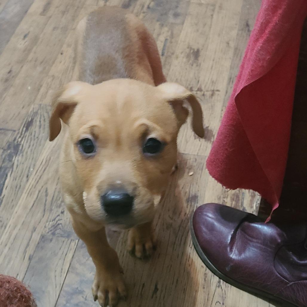 Enlarge Cirvo, a Adoptable Mixed Breed in Fredericksburg, VA image 1/4