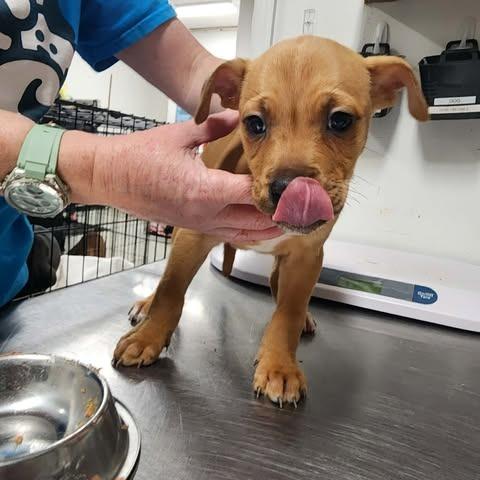 Enlarge Cirvo, a Adoptable Mixed Breed in Fredericksburg, VA image 2/4