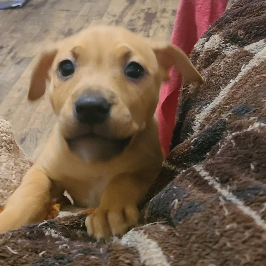 Enlarge Cirvo, a Adoptable Mixed Breed in Fredericksburg, VA image 3/4