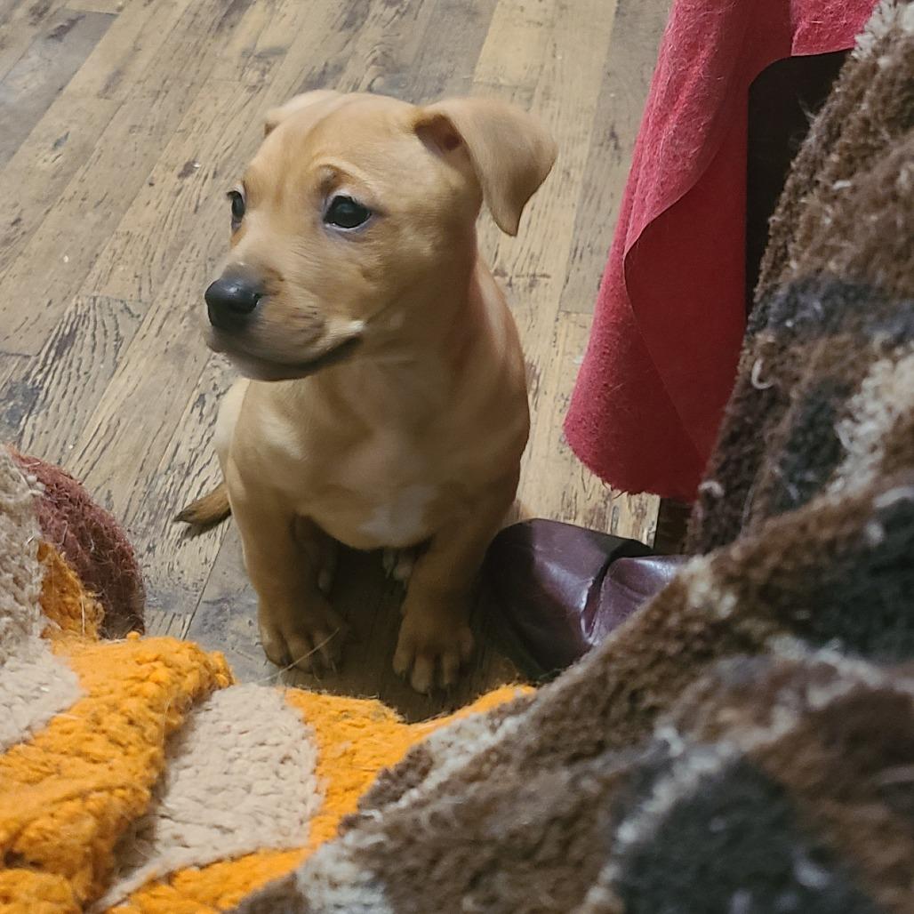 Enlarge Cirvo, a Adoptable Mixed Breed in Fredericksburg, VA image 4/4