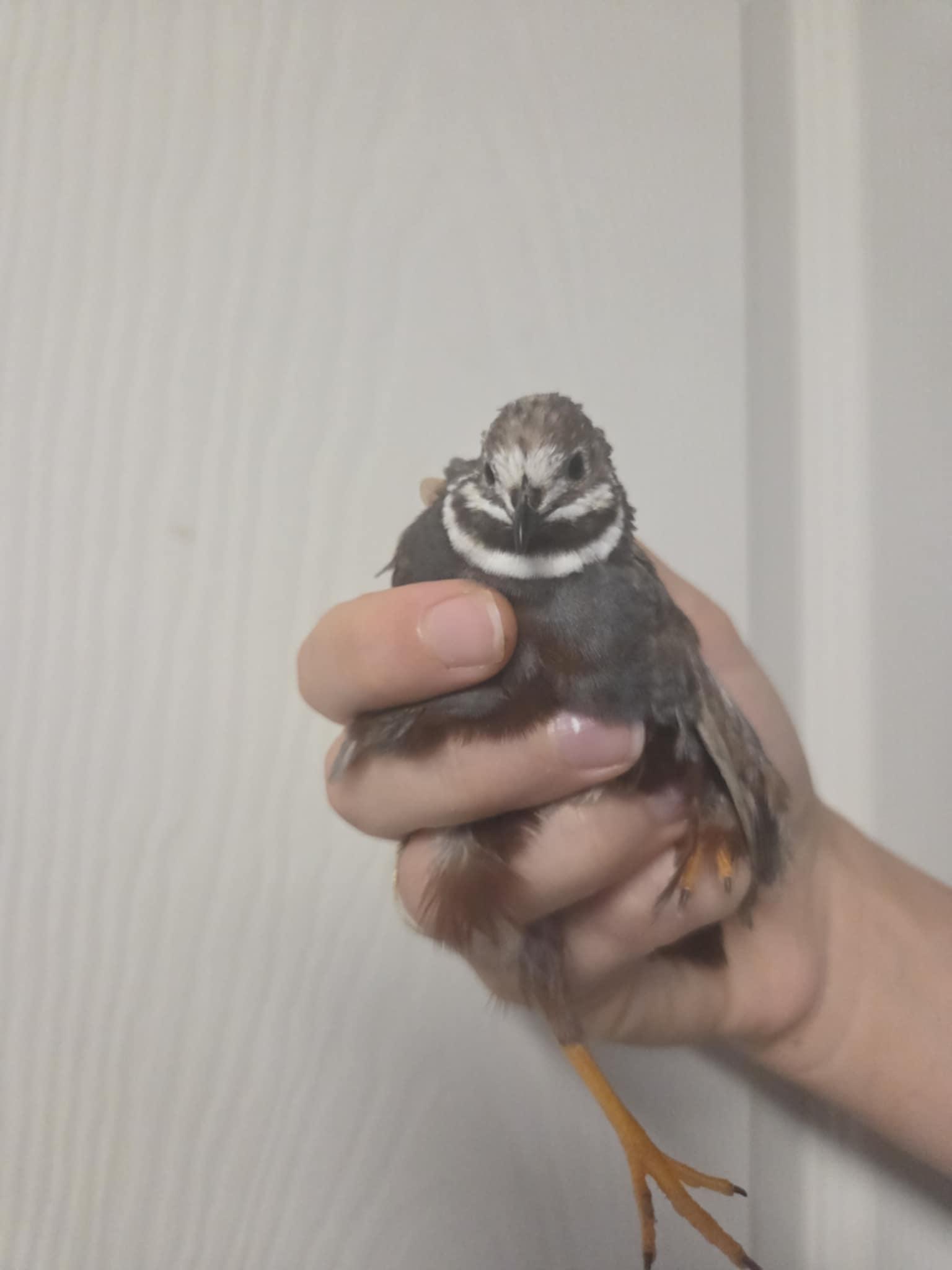 Pip, Adopted, Adult Unknown Button-Quail.