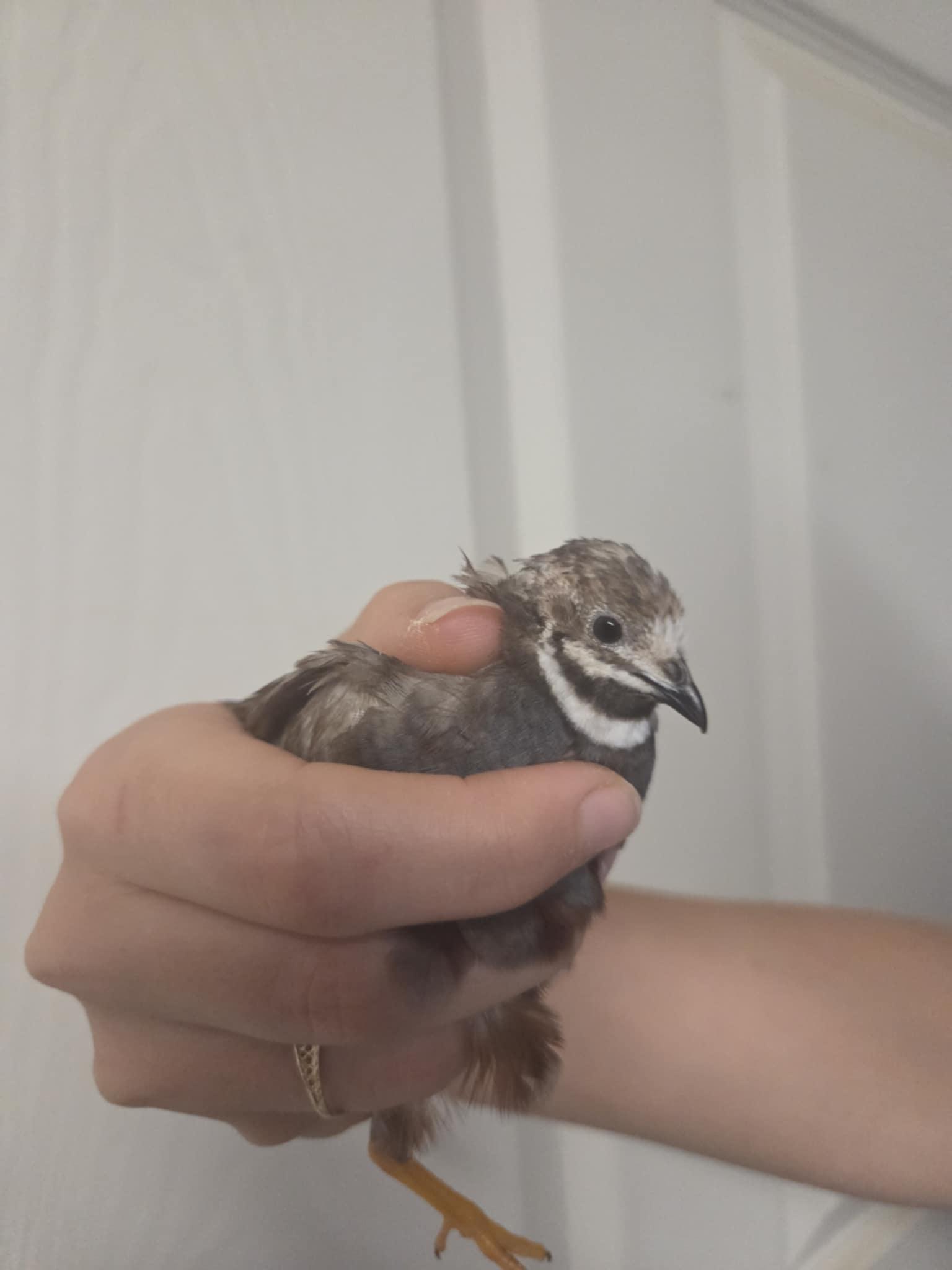 Enlarge Pip, a Adopted Button-Quail in Indian Trail, NC image 3/5