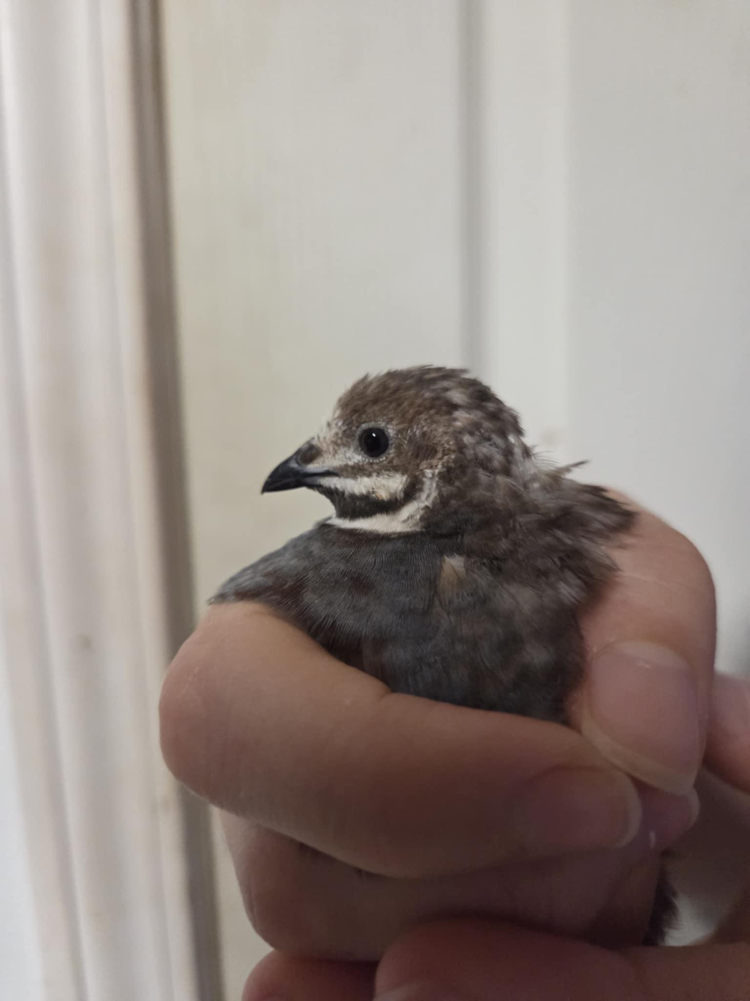 Enlarge Pip, a Adopted Button-Quail in Indian Trail, NC image 4/5
