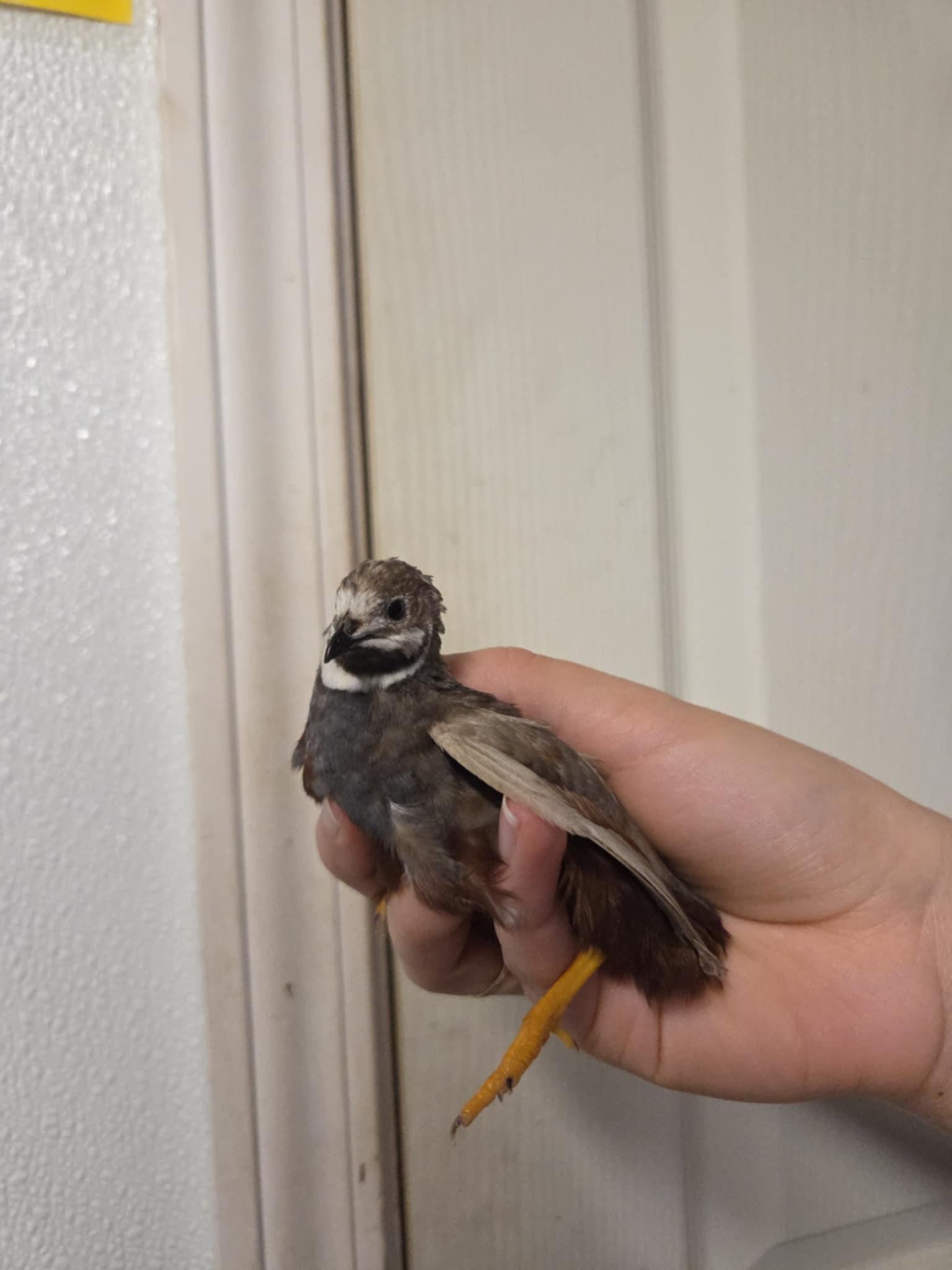 Enlarge Pip, a Adopted Button-Quail in Indian Trail, NC image 5/5