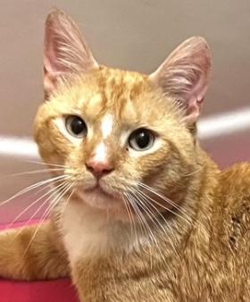 Enlarge Dante, an adopted Domestic Short Hair in Englewood, NJ image 2/6