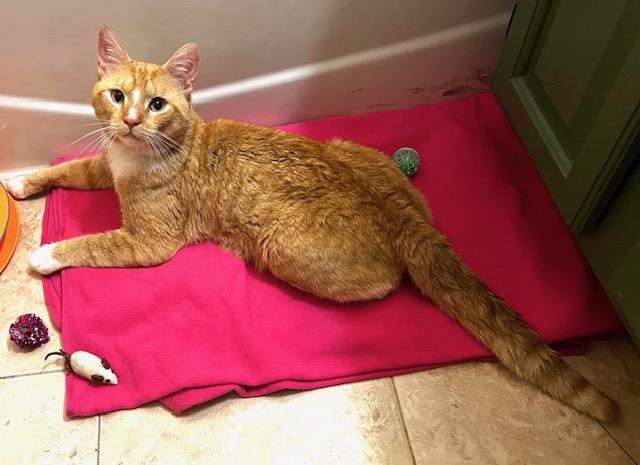 Enlarge Dante, an adopted Domestic Short Hair in Englewood, NJ image 4/6