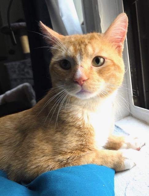 Enlarge Dante, an adopted Domestic Short Hair in Englewood, NJ image 6/6