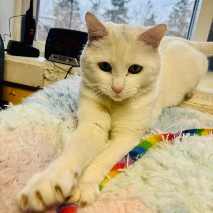 Duchess, adoptable, Adult Female Domestic Short Hair.