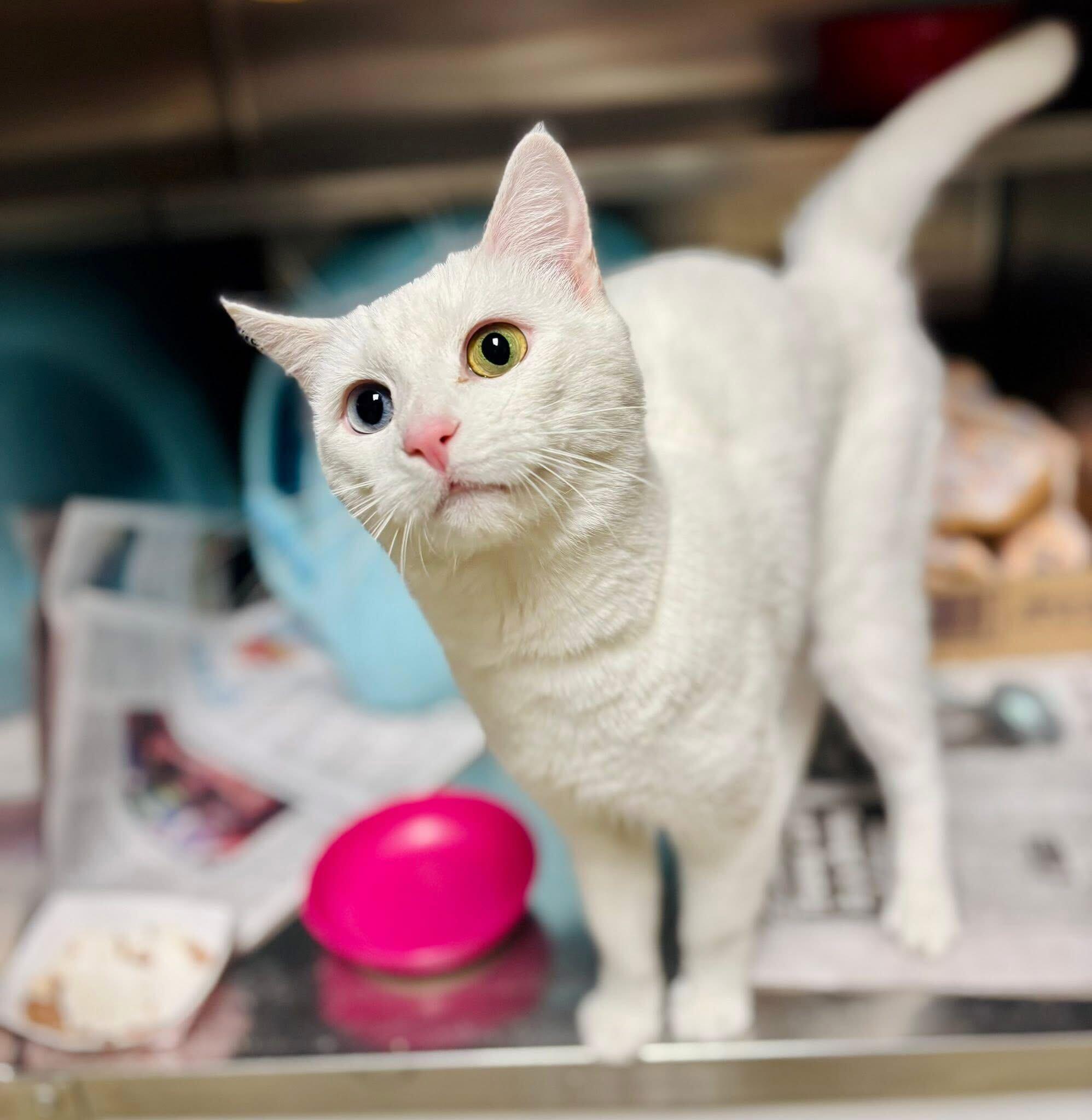 Enlarge Duchess, an adoptable Domestic Short Hair in Manchester, NH image 1/4