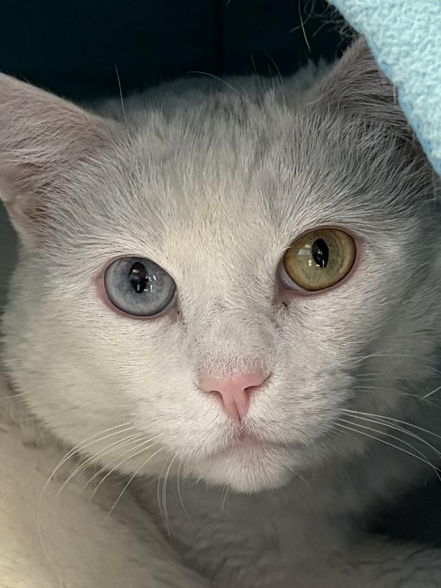 Enlarge Duchess, an adoptable Domestic Short Hair in Manchester, NH image 2/4