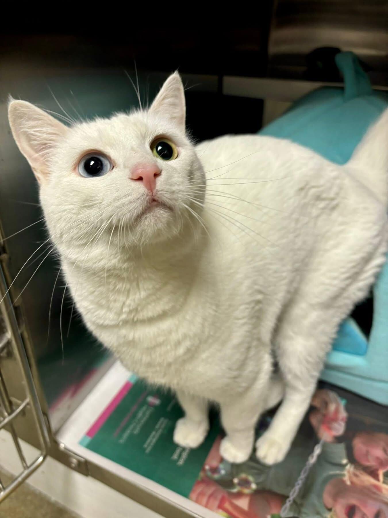 Enlarge Duchess, an adoptable Domestic Short Hair in Manchester, NH image 3/4