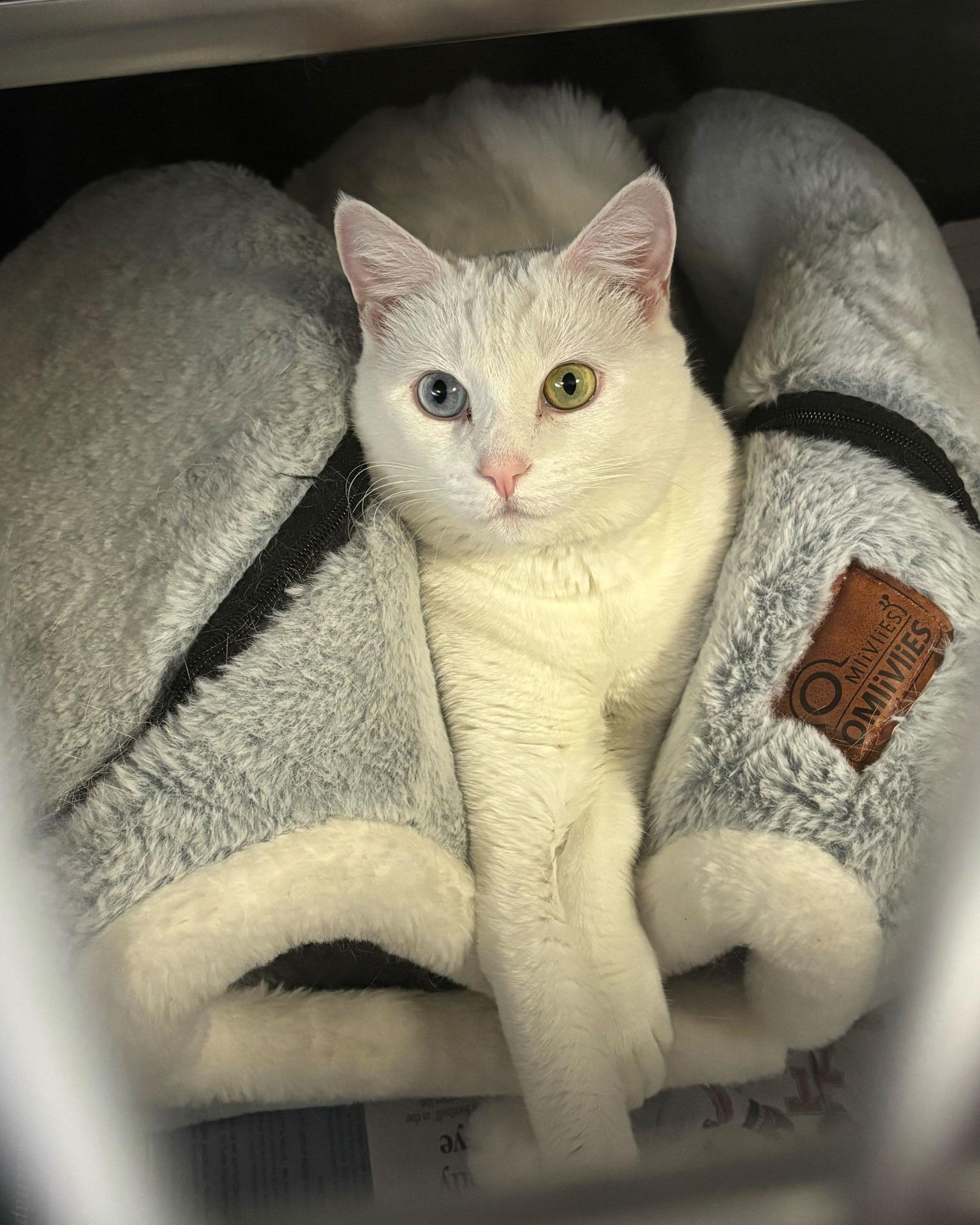 Enlarge Duchess, an adoptable Domestic Short Hair in Manchester, NH image 3/6