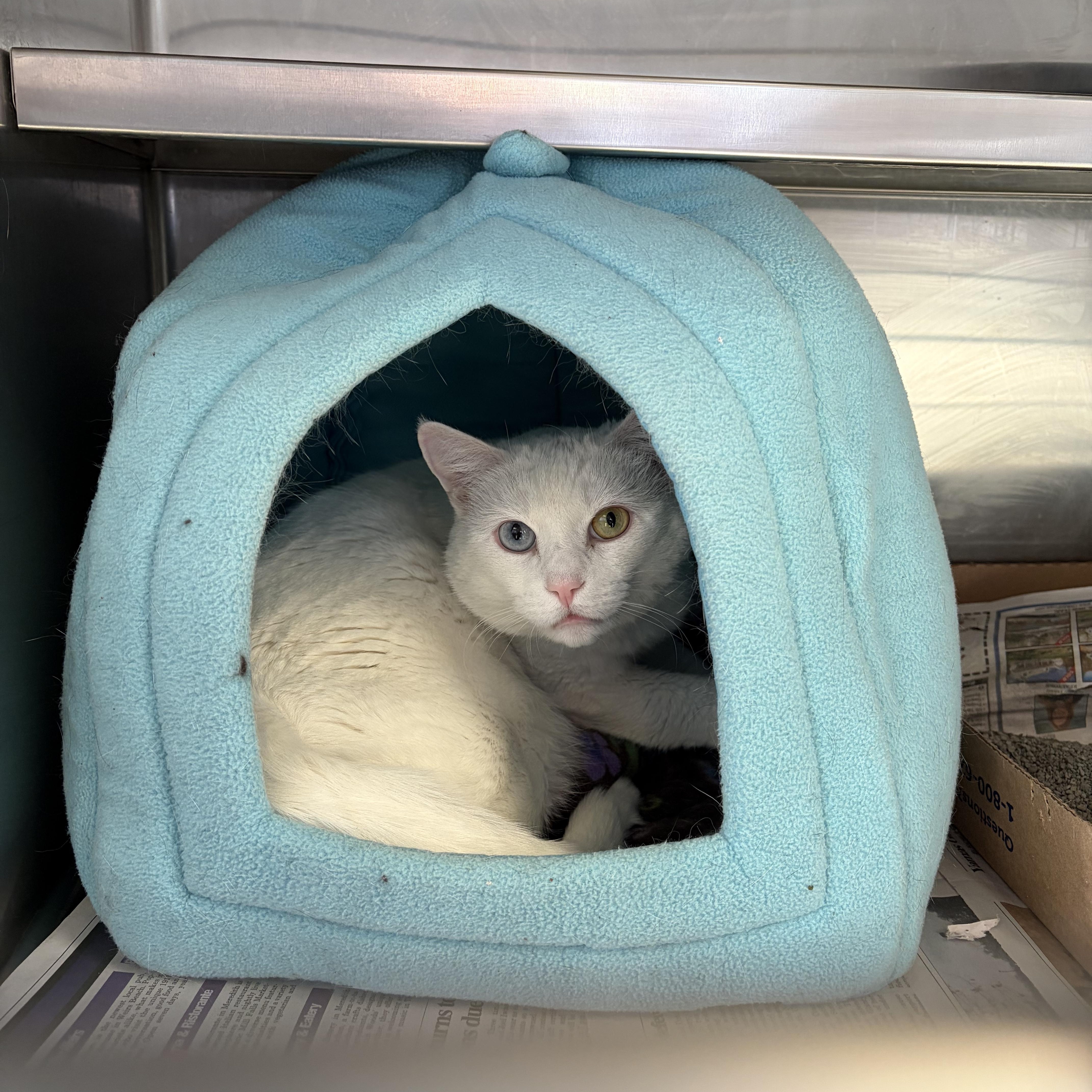 Enlarge Duchess, an adoptable Domestic Short Hair in Manchester, NH image 4/4