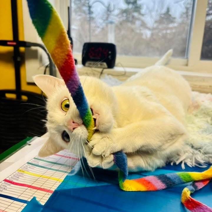 Enlarge Duchess, an adoptable Domestic Short Hair in Manchester, NH image 2/6