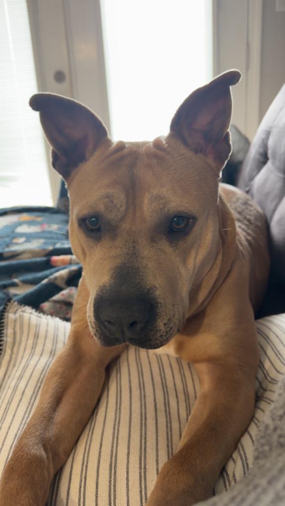 Maka, Adoptable, Young Female Pit Bull Terrier.