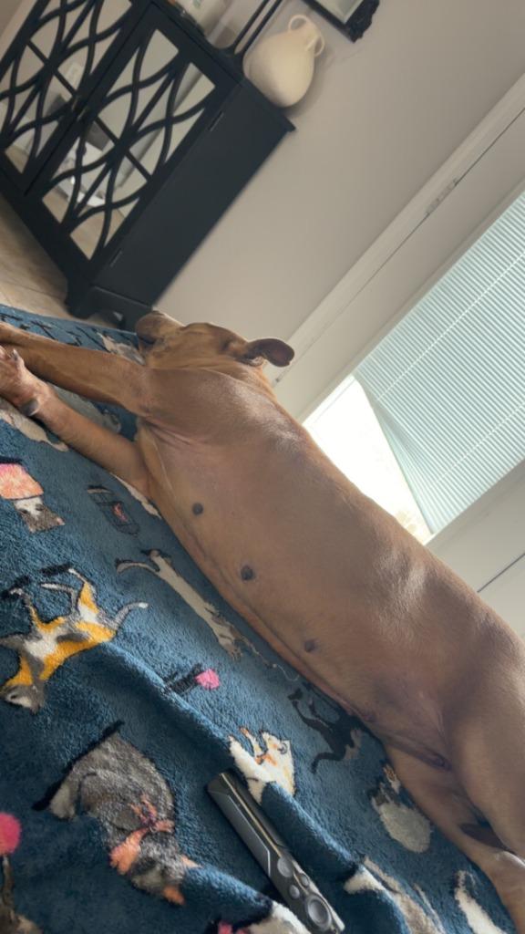 Enlarge Maka, a Adoptable Pit Bull Terrier in Sorrento, LA image 2/6