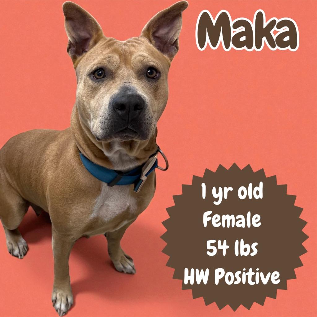 Enlarge Maka, a Adoptable Pit Bull Terrier in Sorrento, LA image 1/1