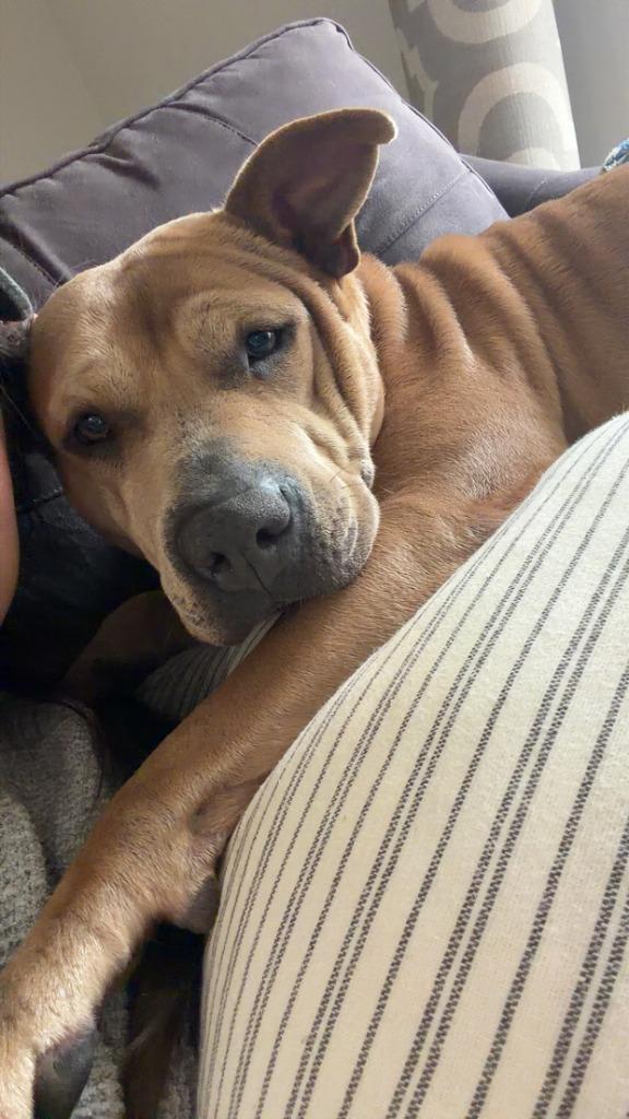 Enlarge Maka, a Adoptable Pit Bull Terrier in Sorrento, LA image 4/6