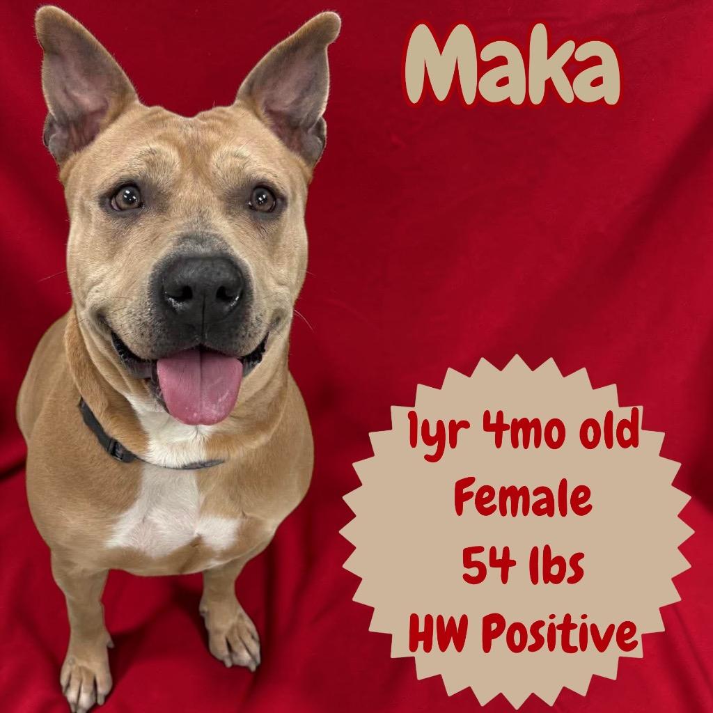 Enlarge Maka, a Adoptable Pit Bull Terrier in Sorrento, LA image 5/6