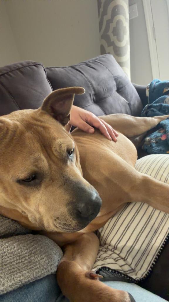 Enlarge Maka, a Adoptable Pit Bull Terrier in Sorrento, LA image 6/6