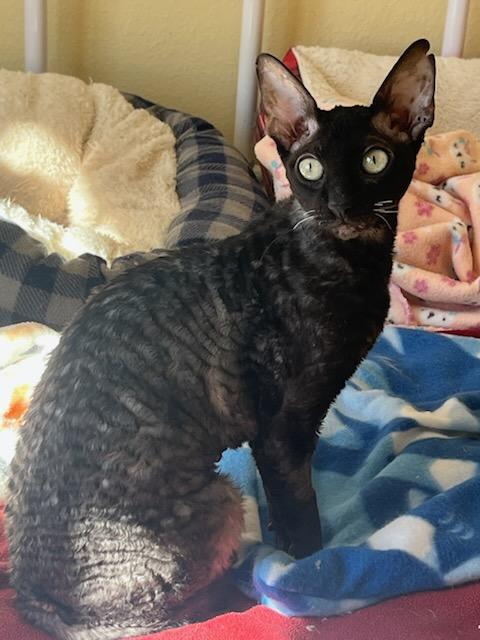 Enlarge RUBY, an adopted Cornish Rex in OshKosh, WI image 2/4