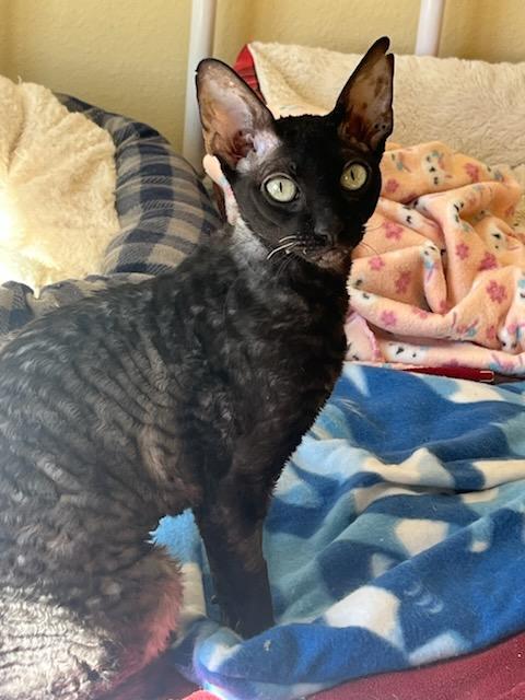 Enlarge RUBY, an adopted Cornish Rex in OshKosh, WI image 4/4