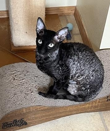 RUBY, adopted, Adult Female Cornish Rex.