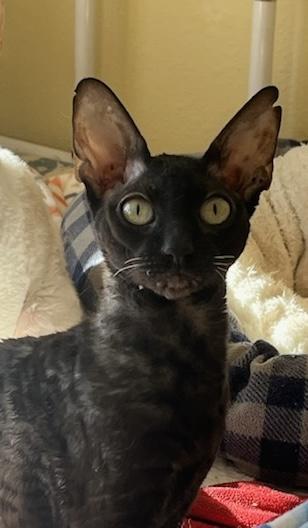 Enlarge RUBY, an adopted Cornish Rex in OshKosh, WI image 3/4