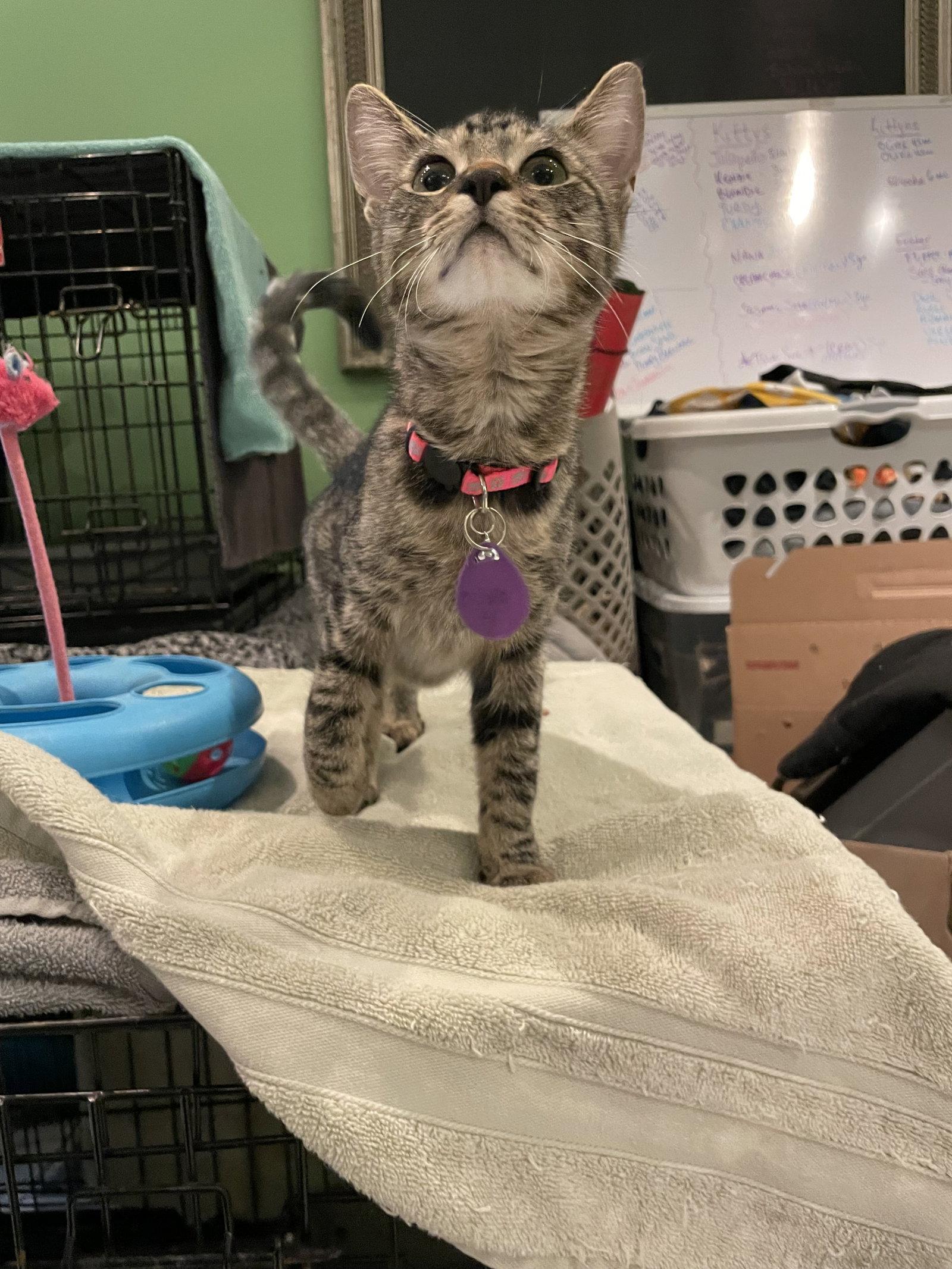 Enlarge Olivia, a Adoptable Tabby in Philadelphia, PA image 1/3