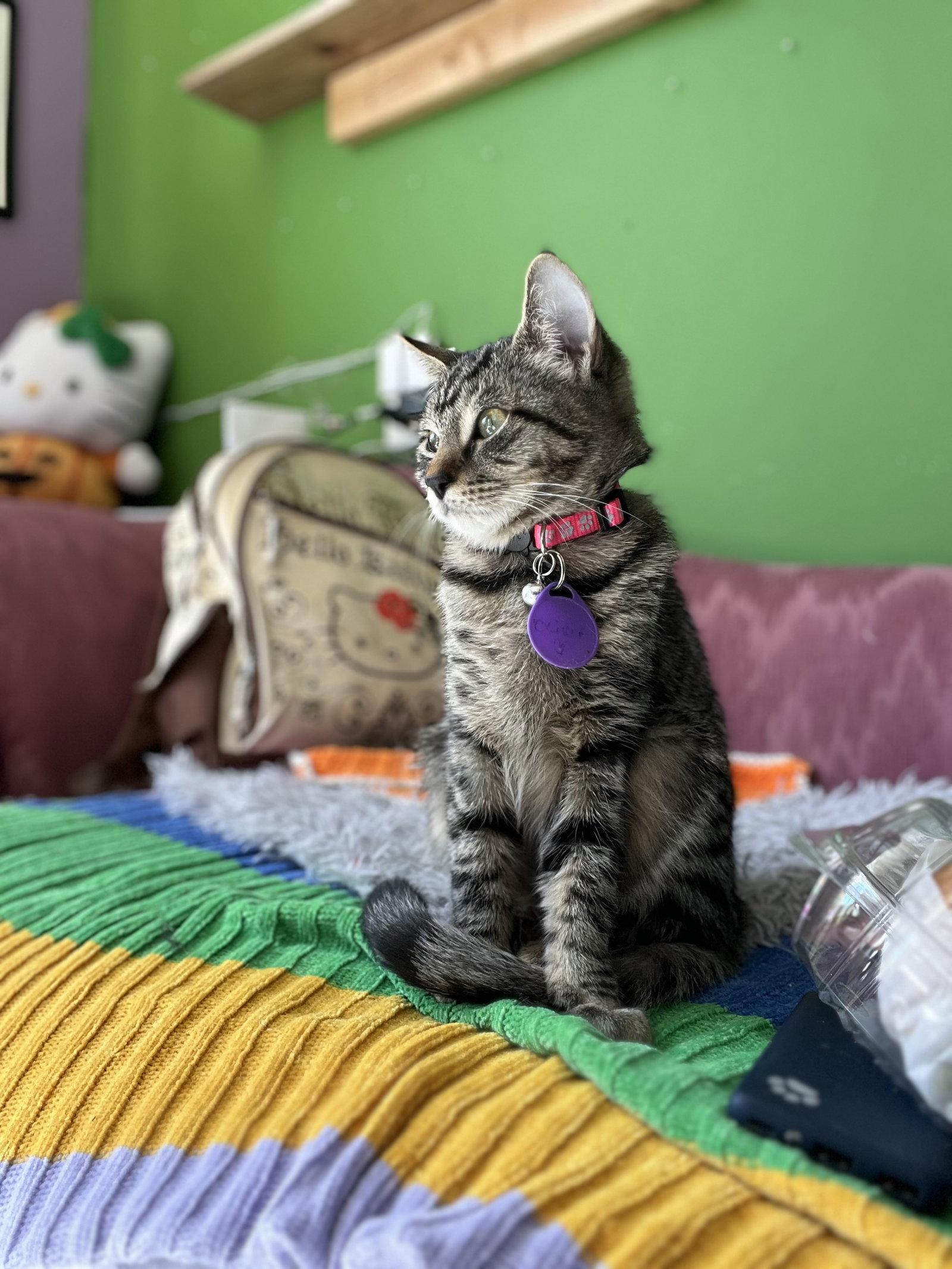 Enlarge Olivia, a Adoptable Tabby in Philadelphia, PA image 2/3