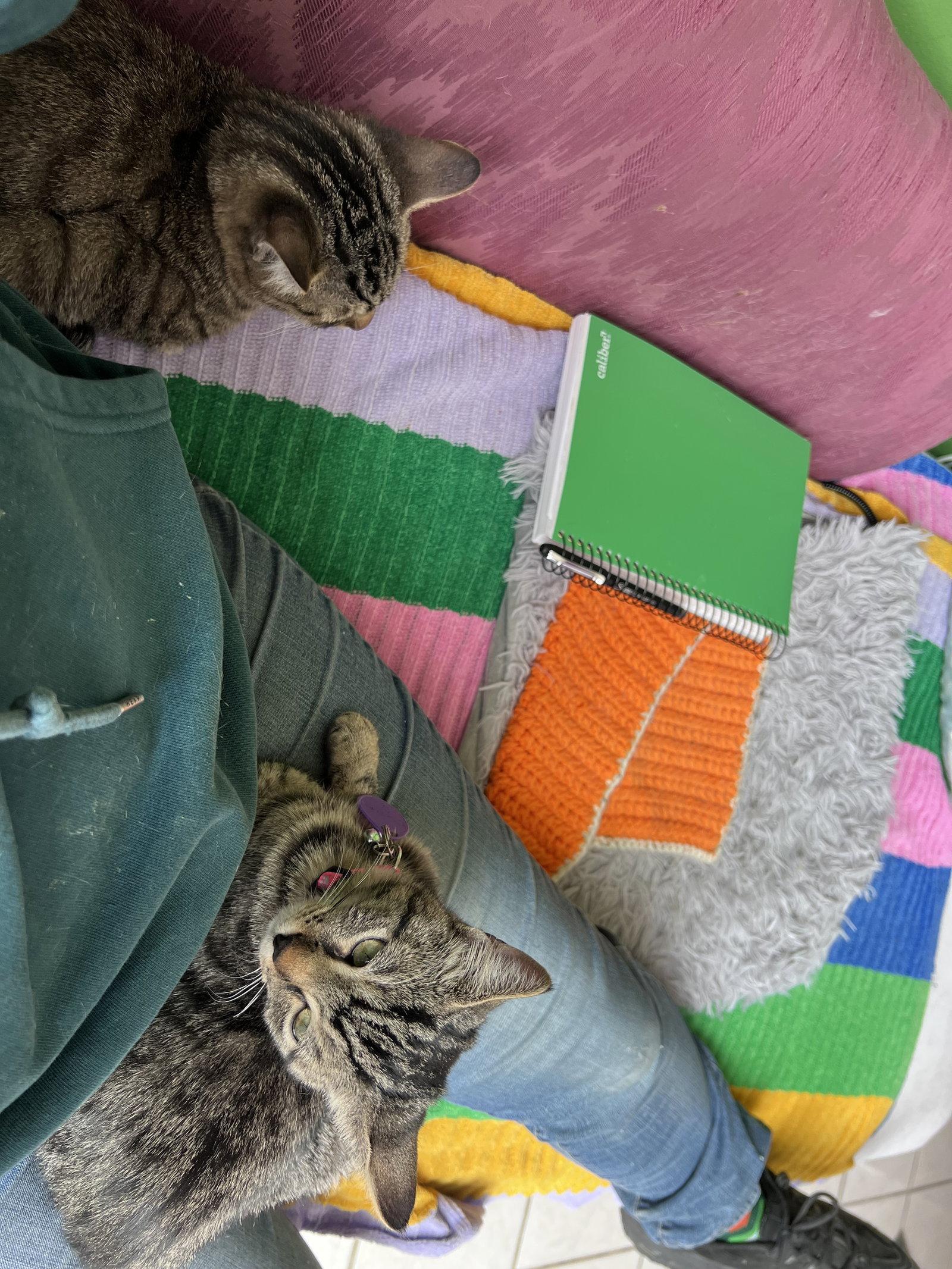 Enlarge Olivia, a Adoptable Tabby in Philadelphia, PA image 3/3