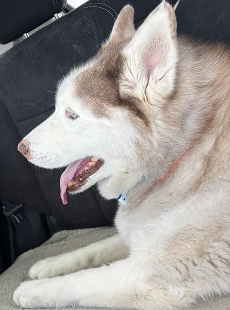 Enlarge Teddy Bear, a Adoptable Husky in Las Vegas, NV image 1/2