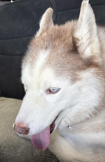 Enlarge Teddy Bear, a Adoptable Husky in Las Vegas, NV image 2/2